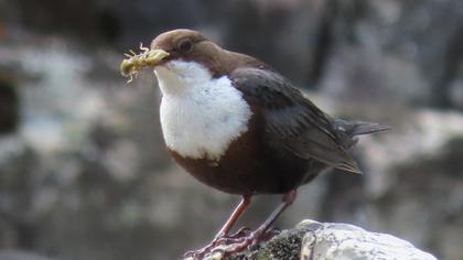 White-throated Dipper