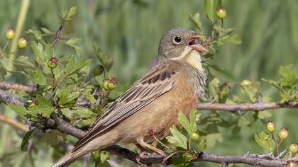 Ortolan Bunting