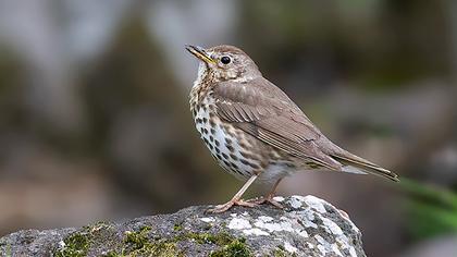 Song Thrush