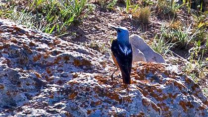 Common Rock Thrush