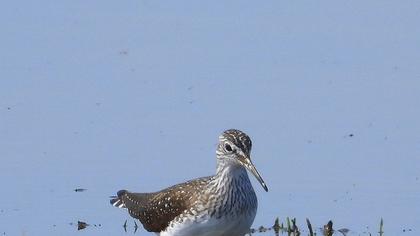 Green Sandpiper