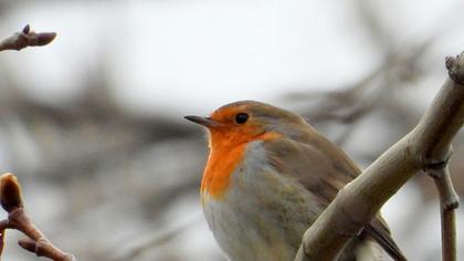 European Robin