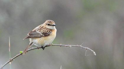 Siberian Stonechat