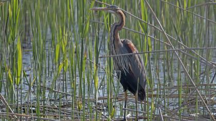 Erguvani balıkçıl