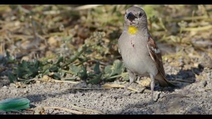 Yellow-throated Sparrow