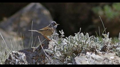 Spectacled Warbler