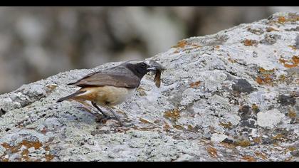 Red-tailed Wheatear