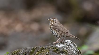 Song Thrush