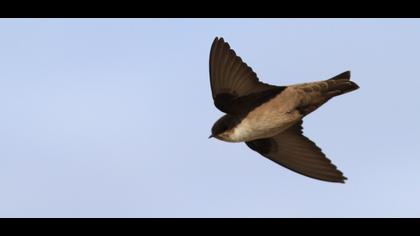 Eurasian Crag Martin
