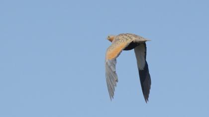Black-bellied Sandgrouse