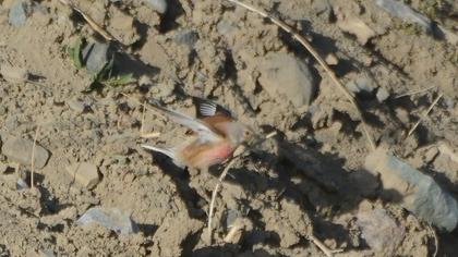 Common Linnet