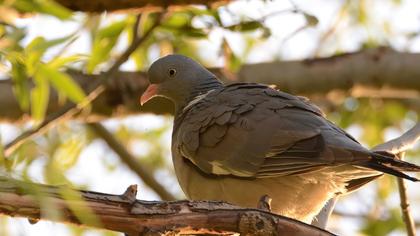 Common Wood Pigeon
