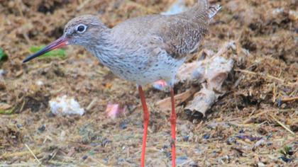 Common Redshank