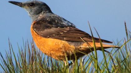 Common Rock Thrush