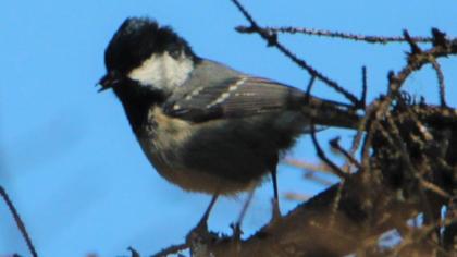 Coal Tit