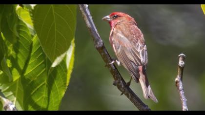 Common Rosefinch