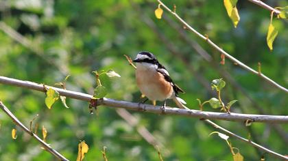 Masked Shrike