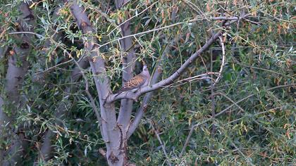 European Turtle Dove