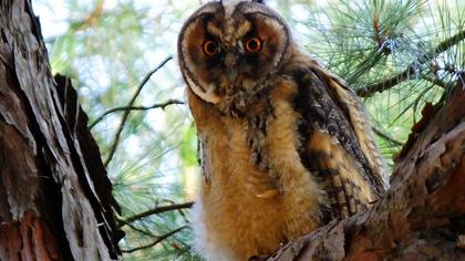 Long-eared Owl