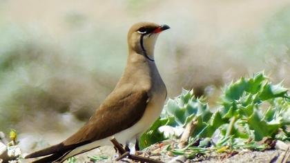 Collared Pratincole