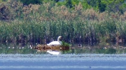 Mute Swan