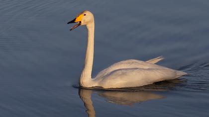 Whooper Swan
