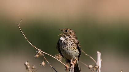 Corn Bunting