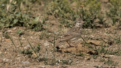 Crested Lark