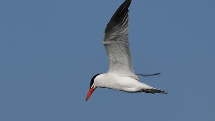 Caspian Tern