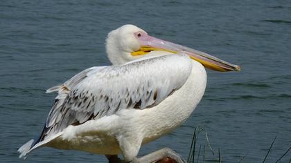 Great White Pelican