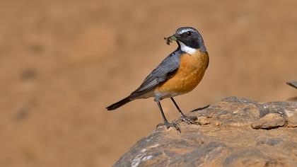 White-throated Robin