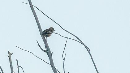 Hawfinch