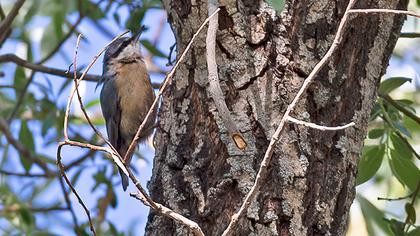 Eurasian Nuthatch