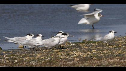 Sandwich Tern