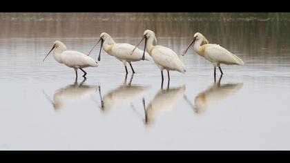 Eurasian Spoonbill
