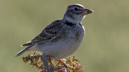 Calandra Lark