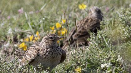 Eurasian Skylark