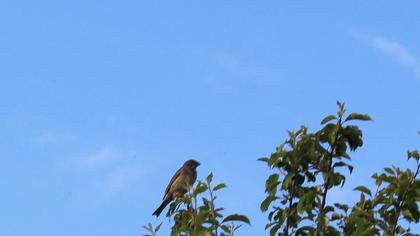 Corn Bunting