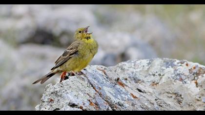 Cinereous Bunting
