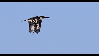 Pied Kingfisher
