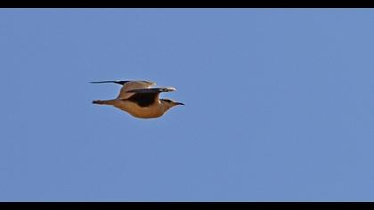 Cream-colored Courser