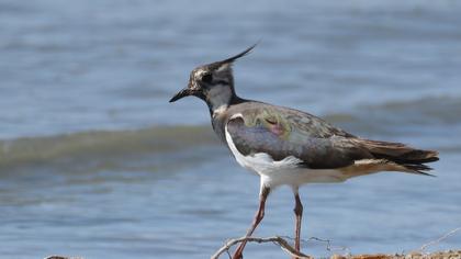 Northern Lapwing