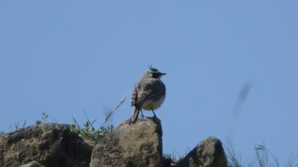 Horned Lark