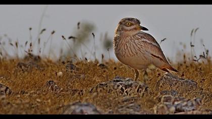 Eurasian Stone-curlew