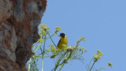 Black-headed Bunting