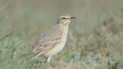 Tawny Pipit