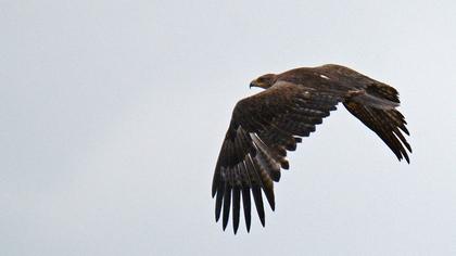 Steppe Eagle
