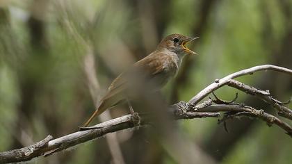 Common Nightingale