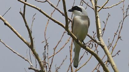 Lesser Grey Shrike