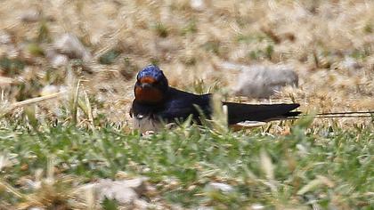 Barn Swallow